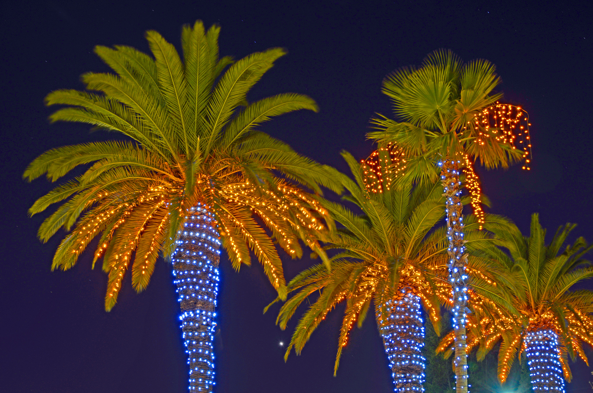 Christmas Holiday Lights in Palm Trees